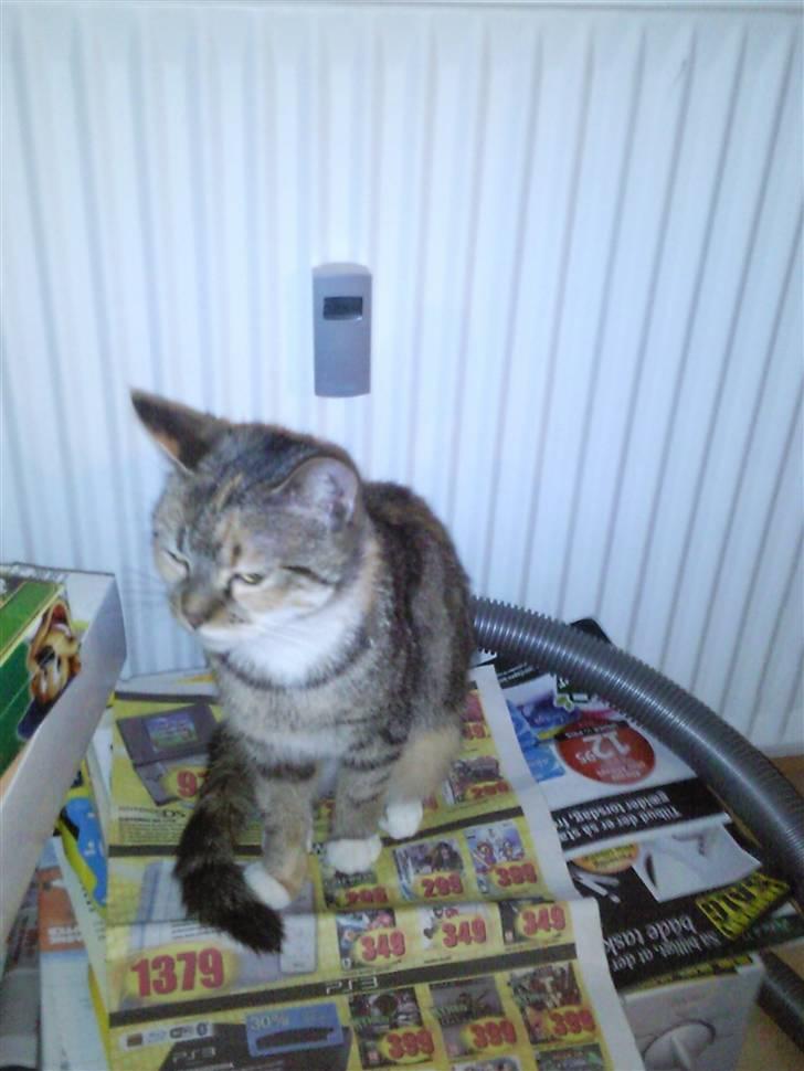 Huskat Mille - det er altid dejligt at varme numsen når man har været i bad og mangler at blive helt tør... billede 18