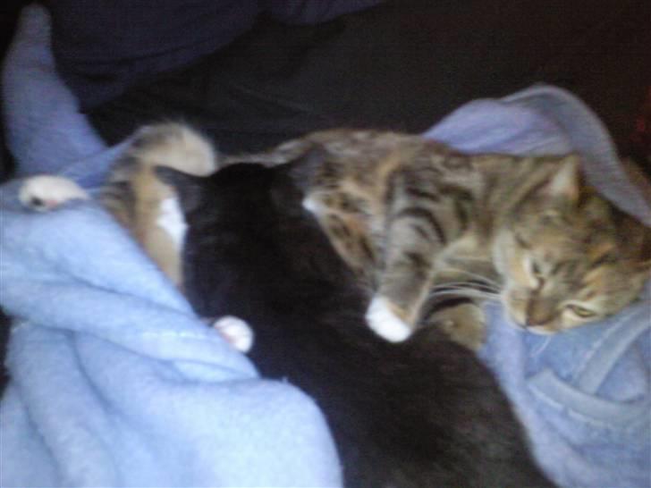 Huskat Mille - ja hun er så blevet ´bonus-mor´ til Perle... billede 19