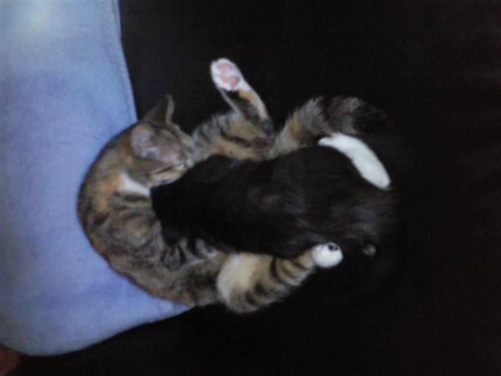 Huskat Mille billede 20