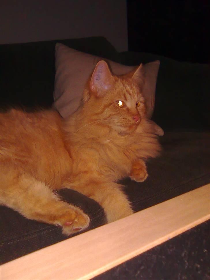 Blanding af racer Shrek billede 7