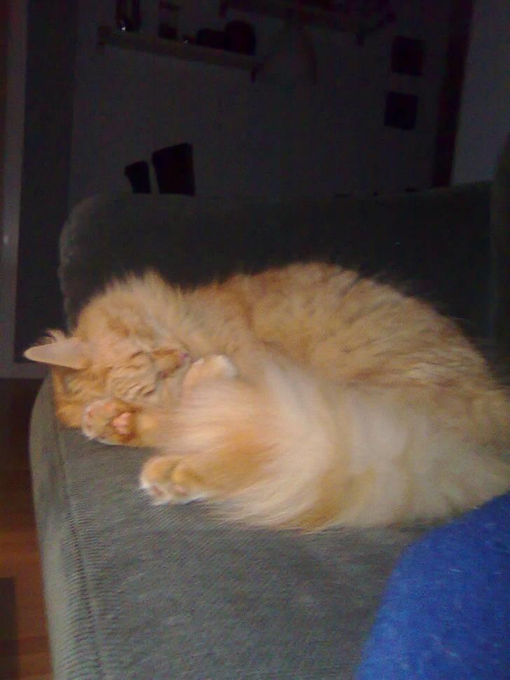 Blanding af racer Shrek billede 8