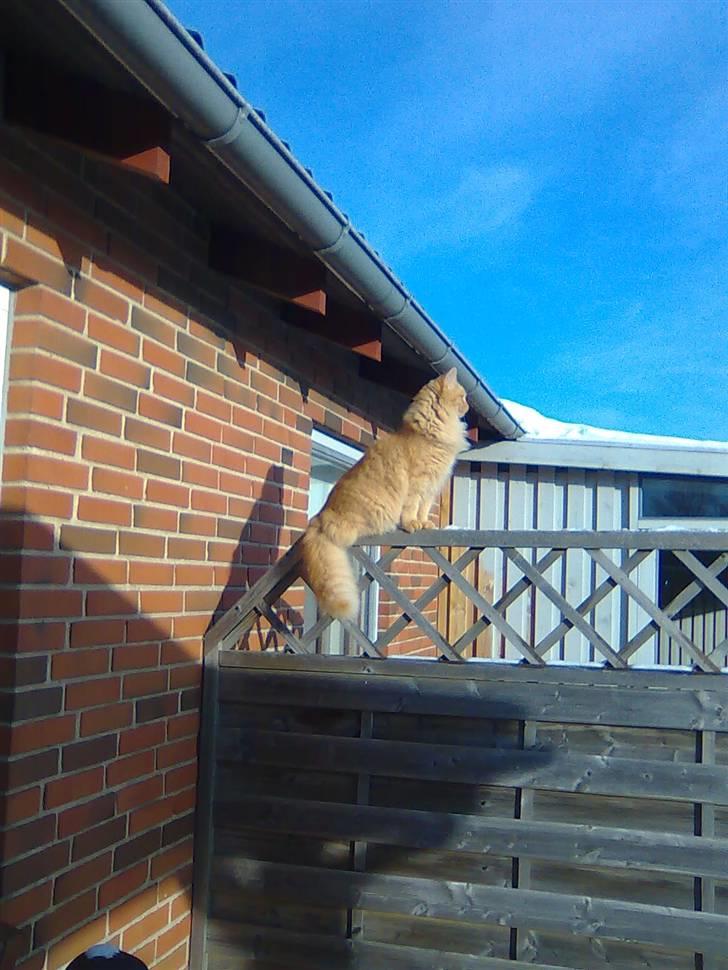 Blanding af racer Shrek billede 9