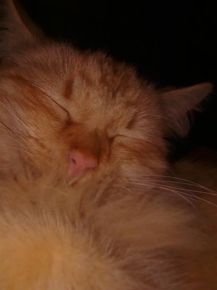 Blanding af racer Shrek billede 10