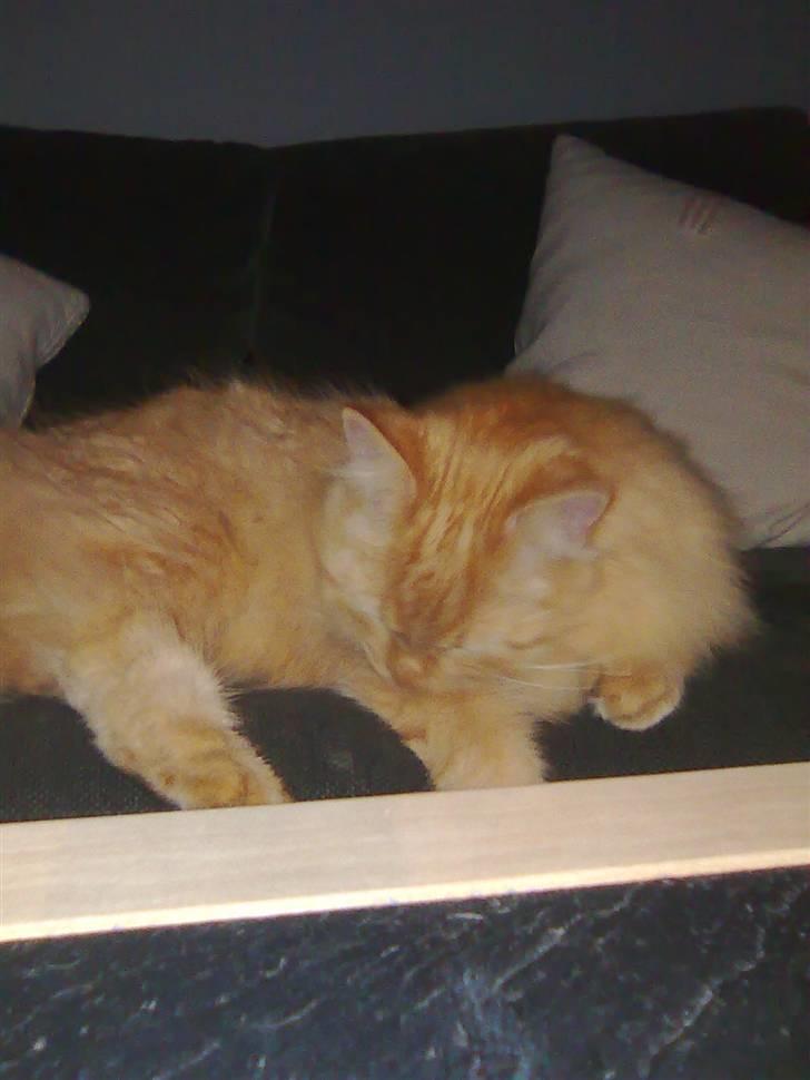 Blanding af racer Shrek billede 11