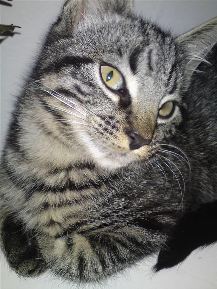 Huskat Golf billede 1