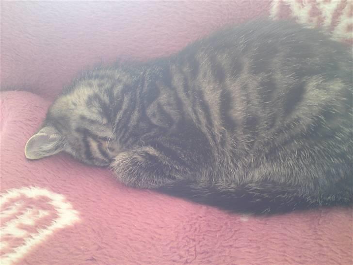 Huskat Golf billede 2