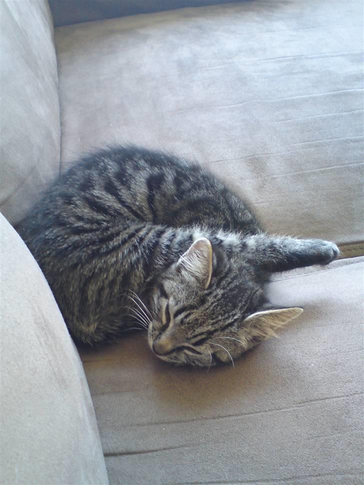 Huskat Golf billede 3