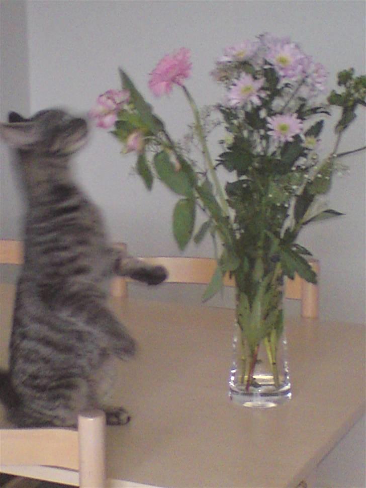 Huskat Golf billede 4