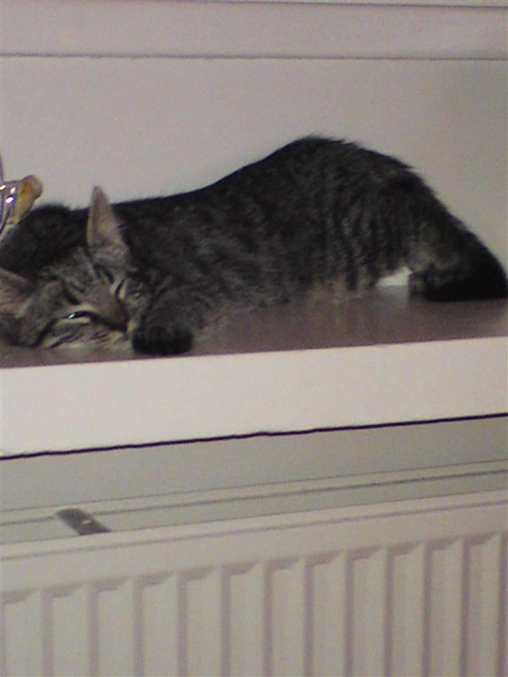 Huskat Golf billede 5