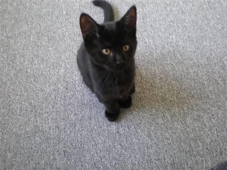 Huskat Simba billede 1