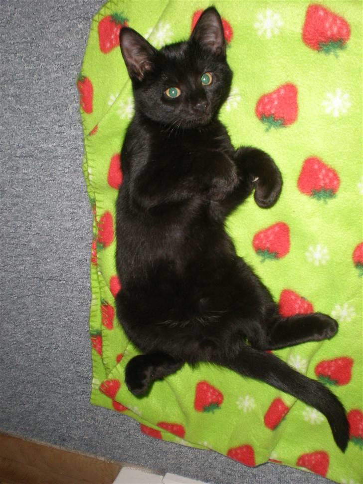 Huskat Simba billede 2