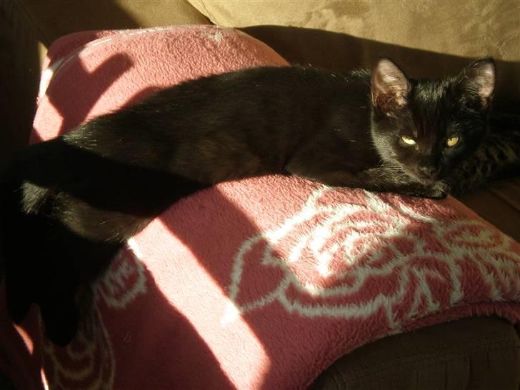 Huskat Simba billede 3