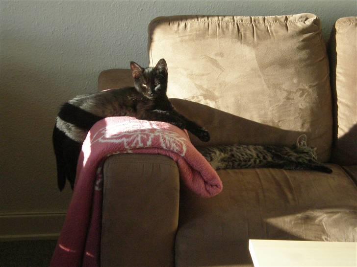 Huskat Simba billede 4