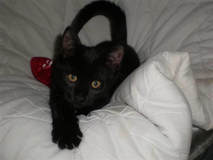 Huskat Simba billede 5