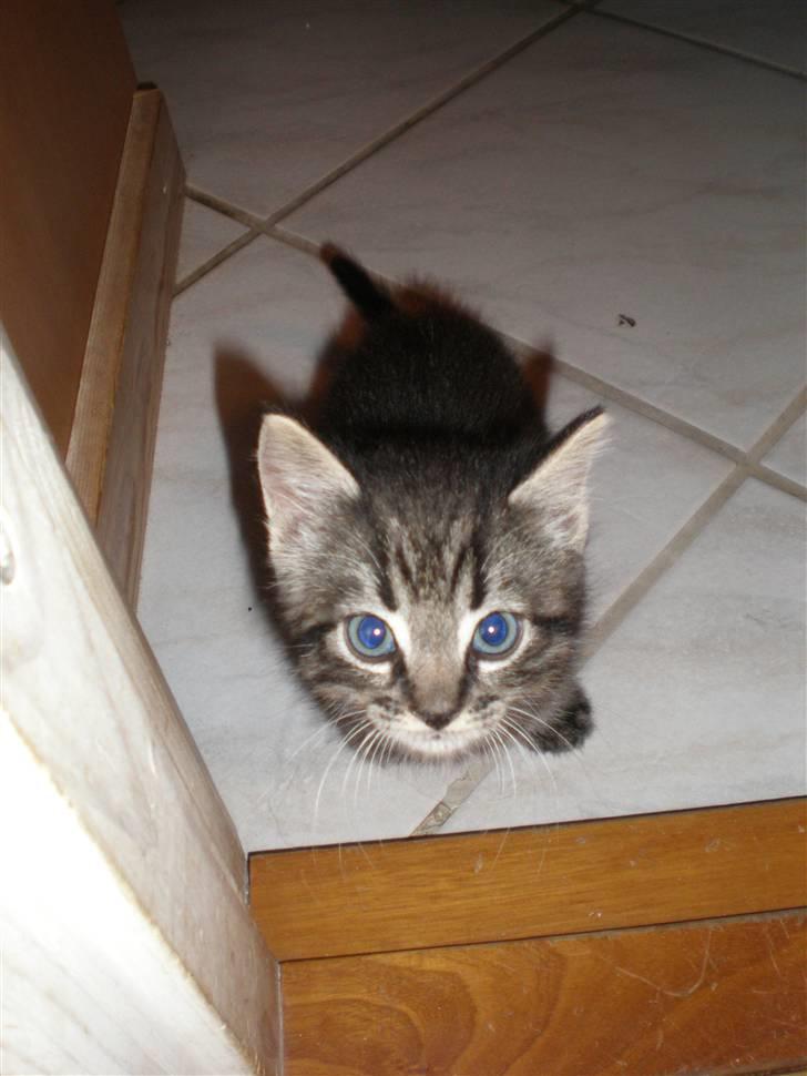 Huskat Golf billede 6