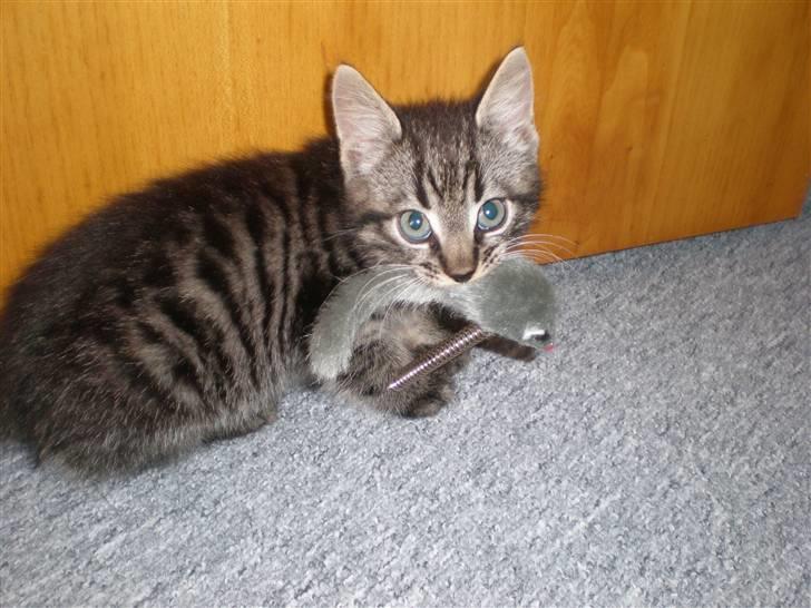 Huskat Golf billede 7