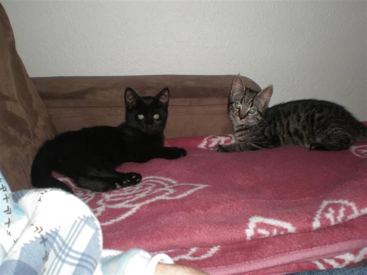 Huskat Golf billede 8