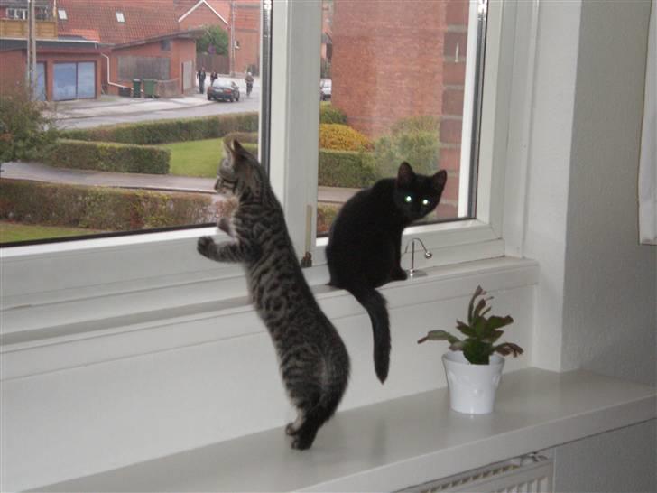 Huskat Golf billede 9