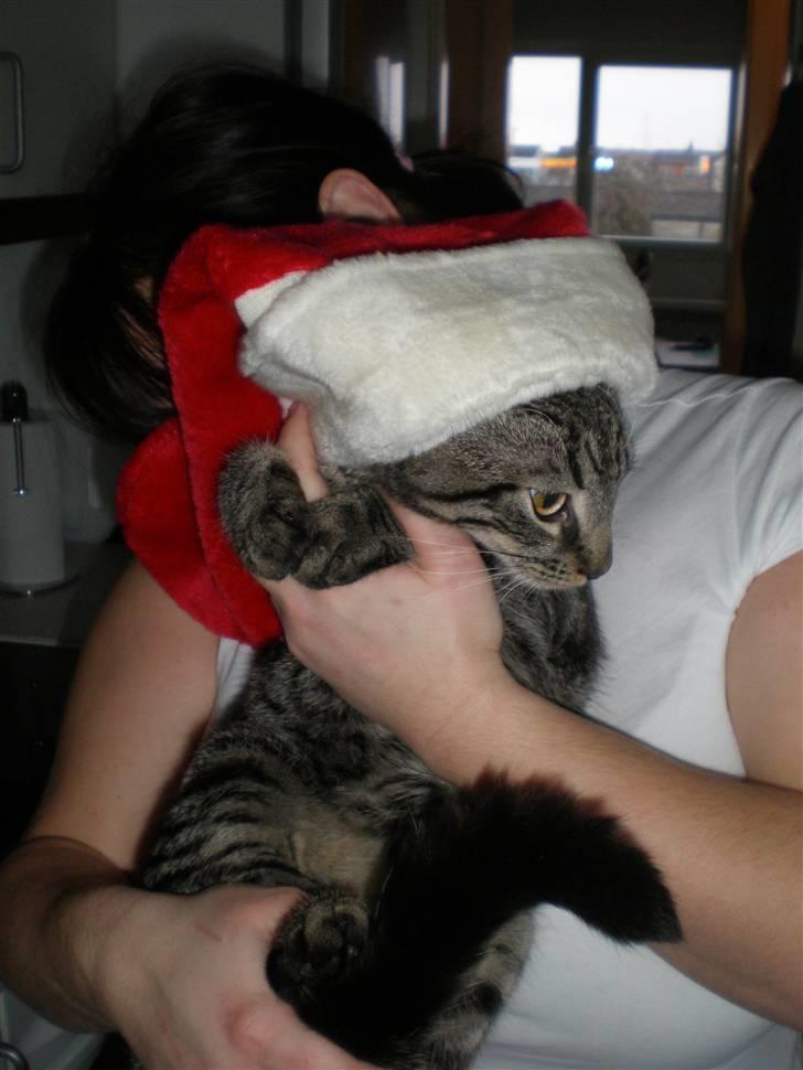 Huskat Golf billede 10