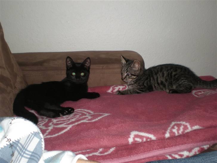 Huskat Simba billede 6