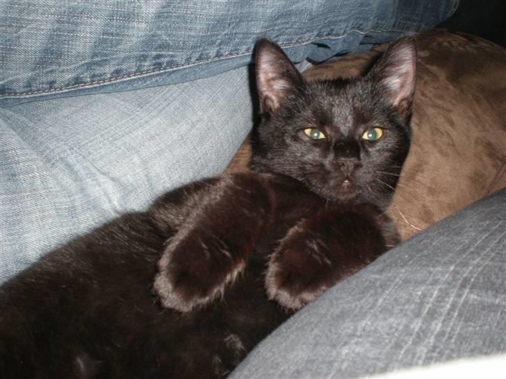 Huskat Simba billede 7