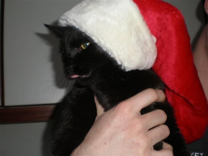 Huskat Simba billede 8