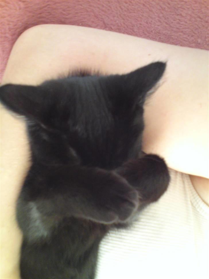 Huskat Simba billede 9