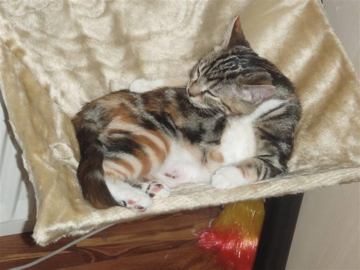 Huskat Mitte billede 18