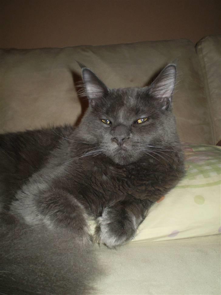 Maine Coon Buller R.I.P mors baby billede 1