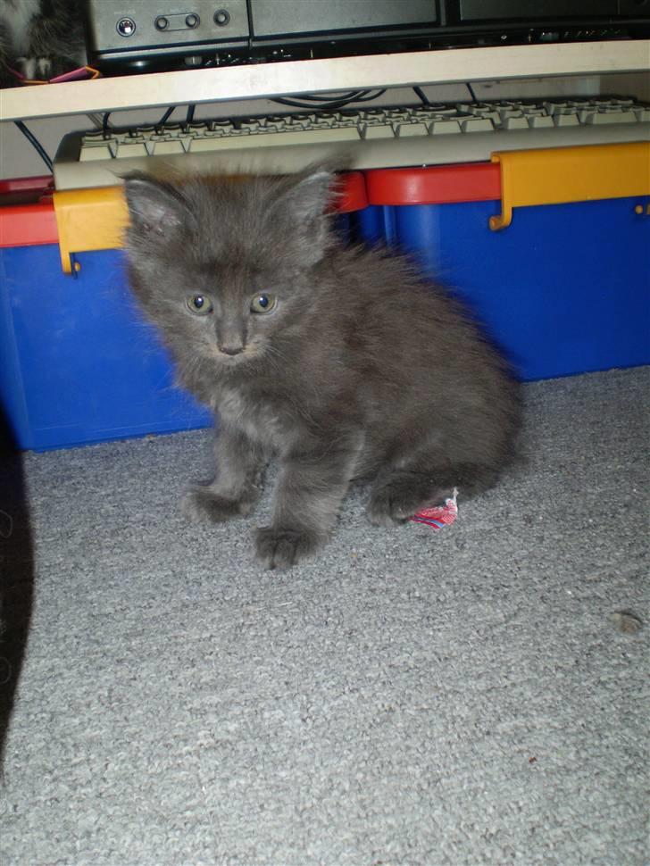 Maine Coon Buller R.I.P mors baby billede 2