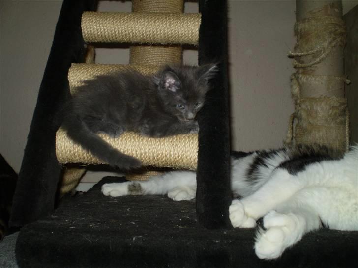 Maine Coon Buller R.I.P mors baby billede 3