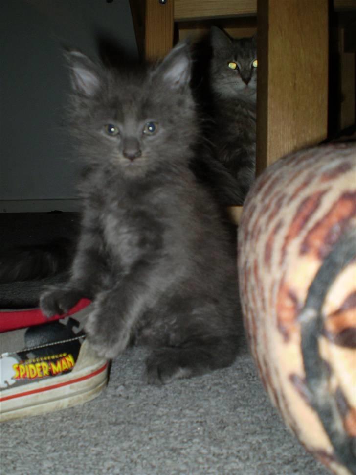 Maine Coon Buller R.I.P mors baby billede 4