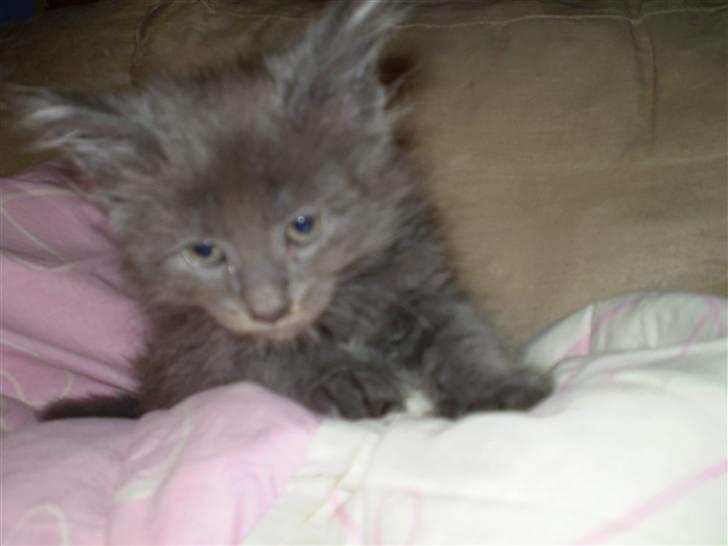 Maine Coon Buller R.I.P mors baby billede 5