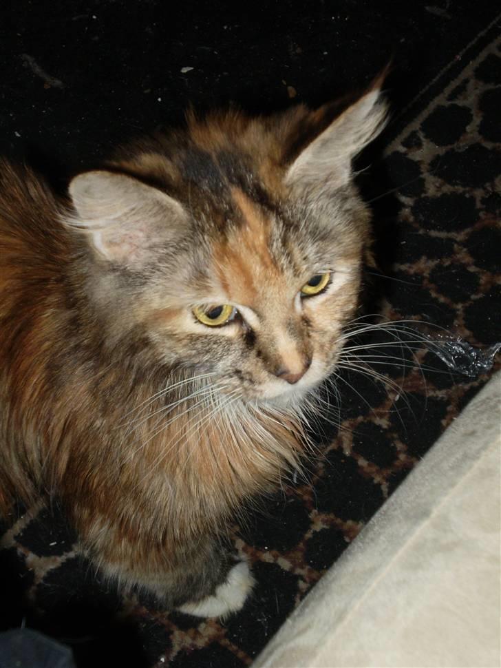 Maine Coon Duchess R.I.P min skat billede 6