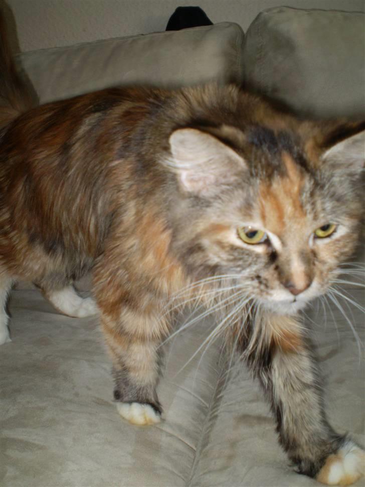 Maine Coon Duchess R.I.P min skat billede 7