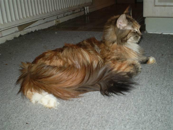 Maine Coon Duchess R.I.P min skat billede 8