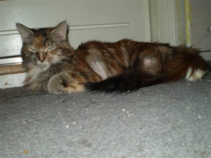 Maine Coon Duchess R.I.P min skat billede 9