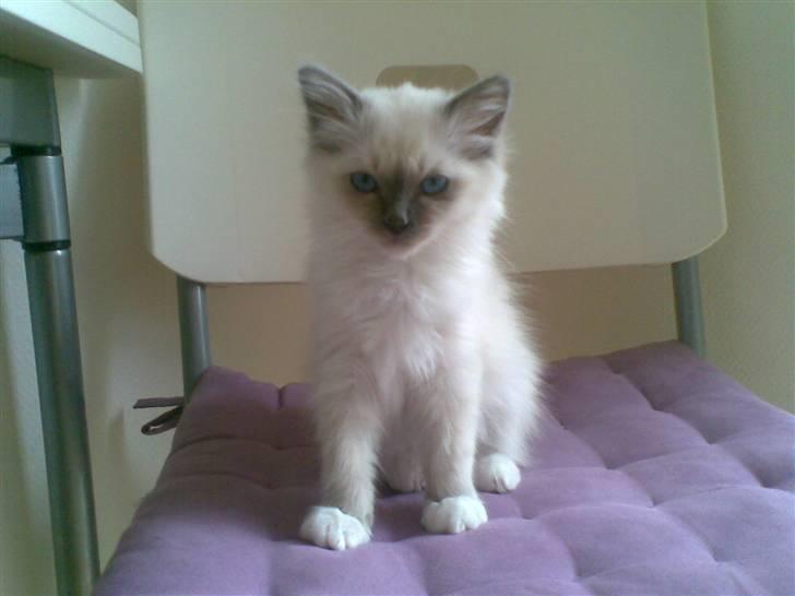 Hellig Birma CHANEL VON GOTT. - Jeg er en lille dukke. billede 5