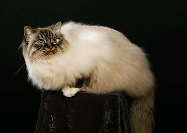 Hellig Birma MISS LORELEI'S COCIO.R.I.P 2011. - flot fyr.2009. billede 11