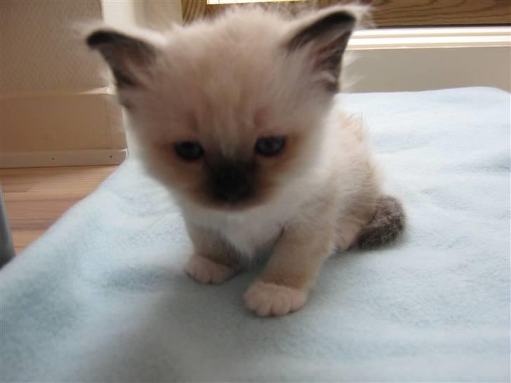 Hellig Birma DK.CHACOMI'S ARMANI. - jeg løber snart min vej. billede 4