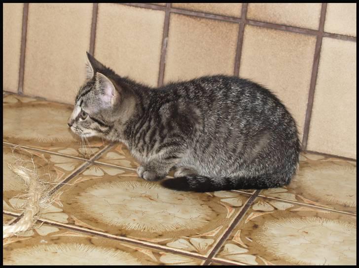 Huskat Grums - Lille grums, 12 uger gammel. billede 1