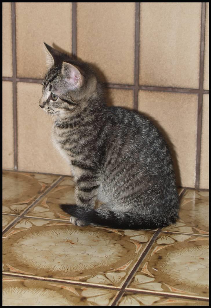 Huskat Grums billede 2