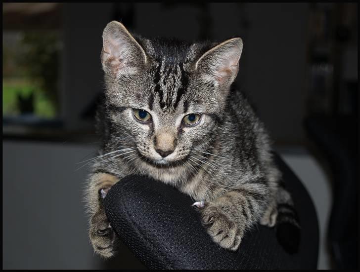 Huskat Grums - Grums har overtaget Hennings plads på ryglænet af kontorstolen.  billede 3