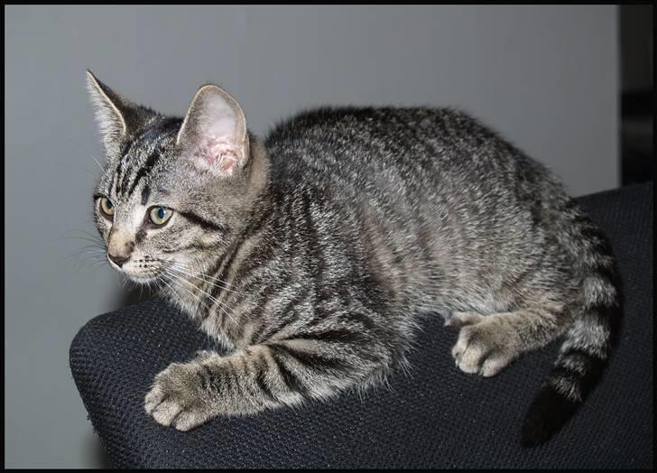 Huskat Grums billede 4