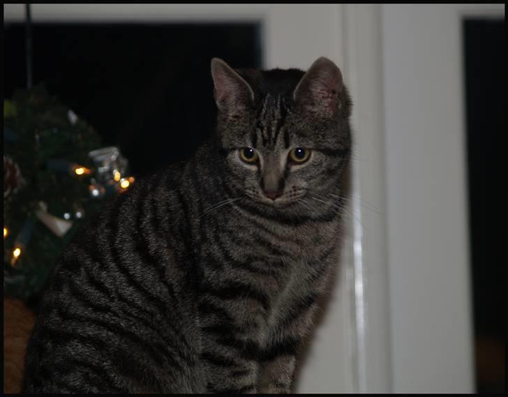 Huskat Grums billede 5