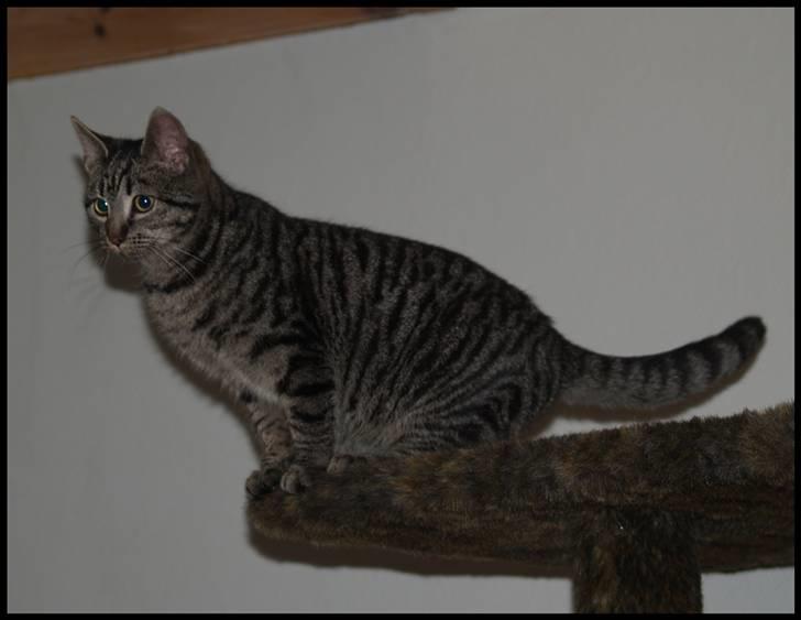 Huskat Grums billede 7