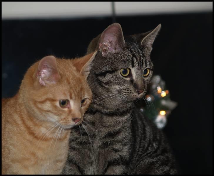 Huskat Grums - Grums og Yoda. De er uadskillelige de to. :o) billede 8