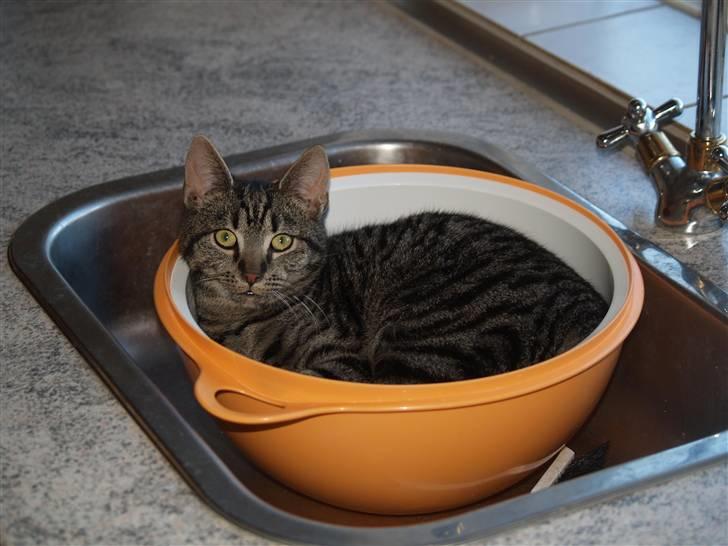 Huskat Grums - Grums mener vist hun skal hjælpe med opvasken.  billede 9