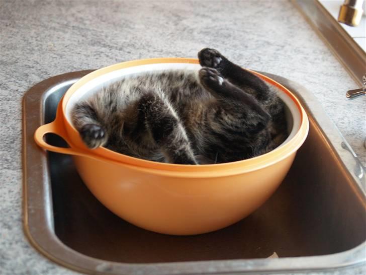 Huskat Grums - Og der lå hun så i et par timer. :o) billede 10