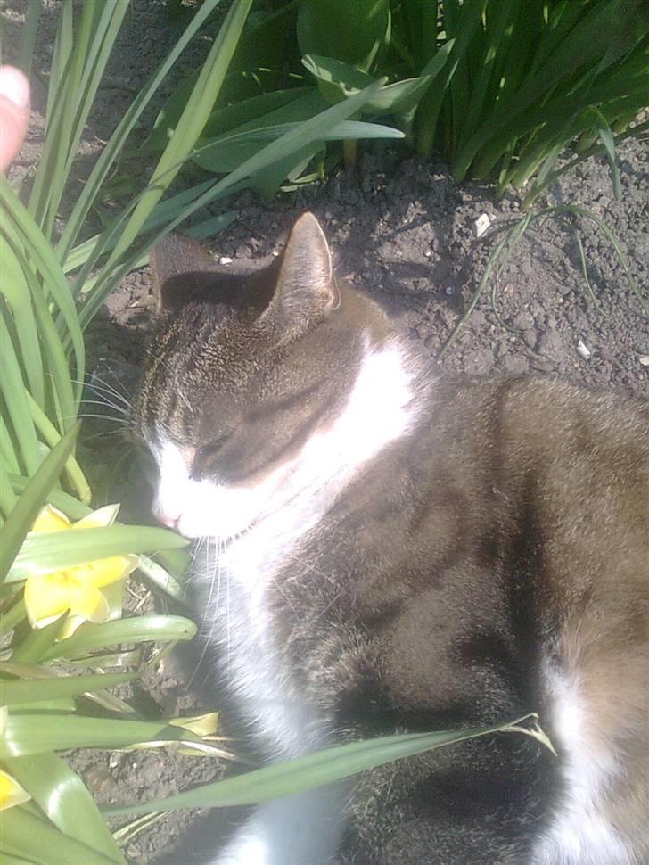 Huskat timmi :) - timmi tager sig en lur i blomsterne :) billede 1